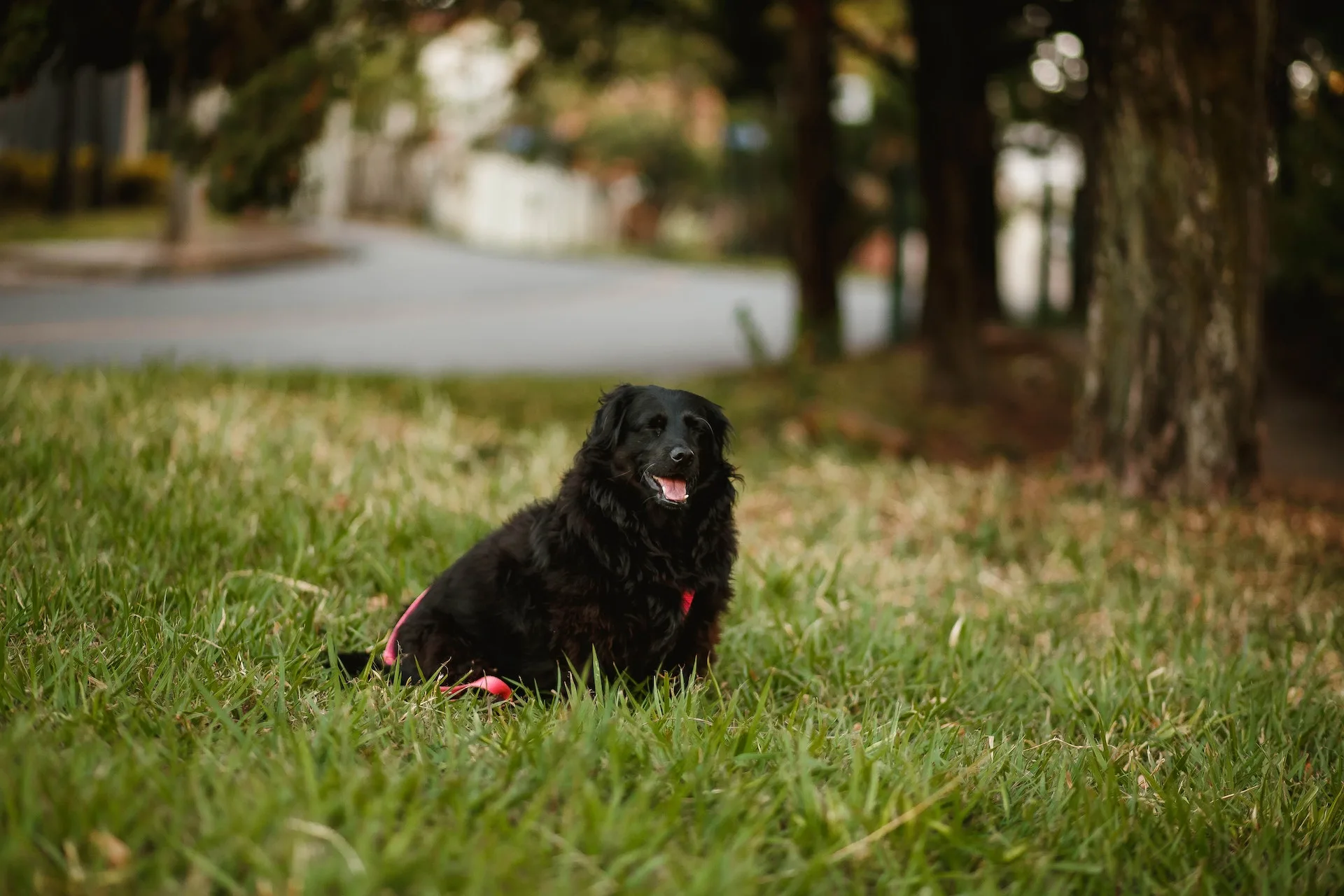 Lawn Burn Caused by Dog Urine: How to Deal With It